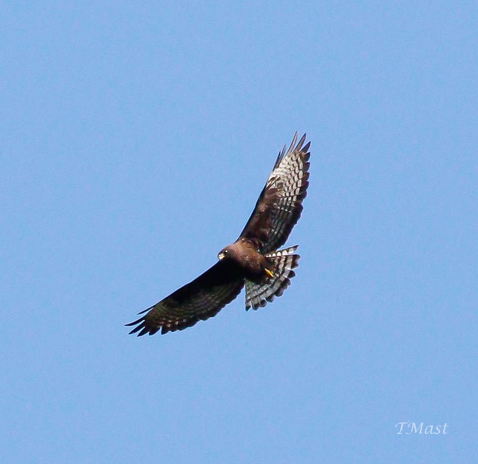 Short-tailed Hawk - ML244173281
