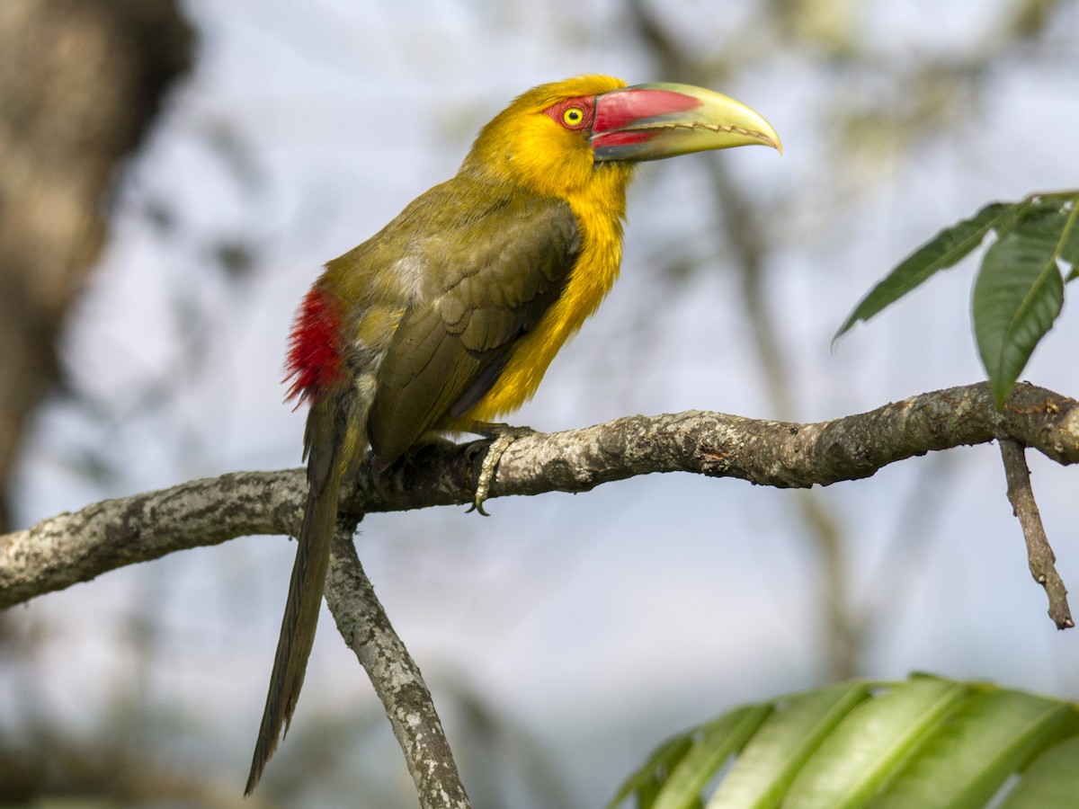 オウゴンチュウハシ Ebird