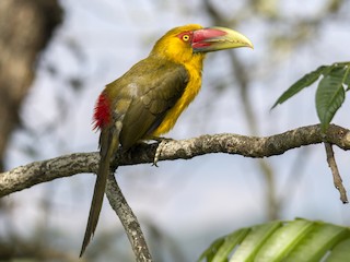 Saffron Toucanet - Pteroglossus bailloni - Birds of the World