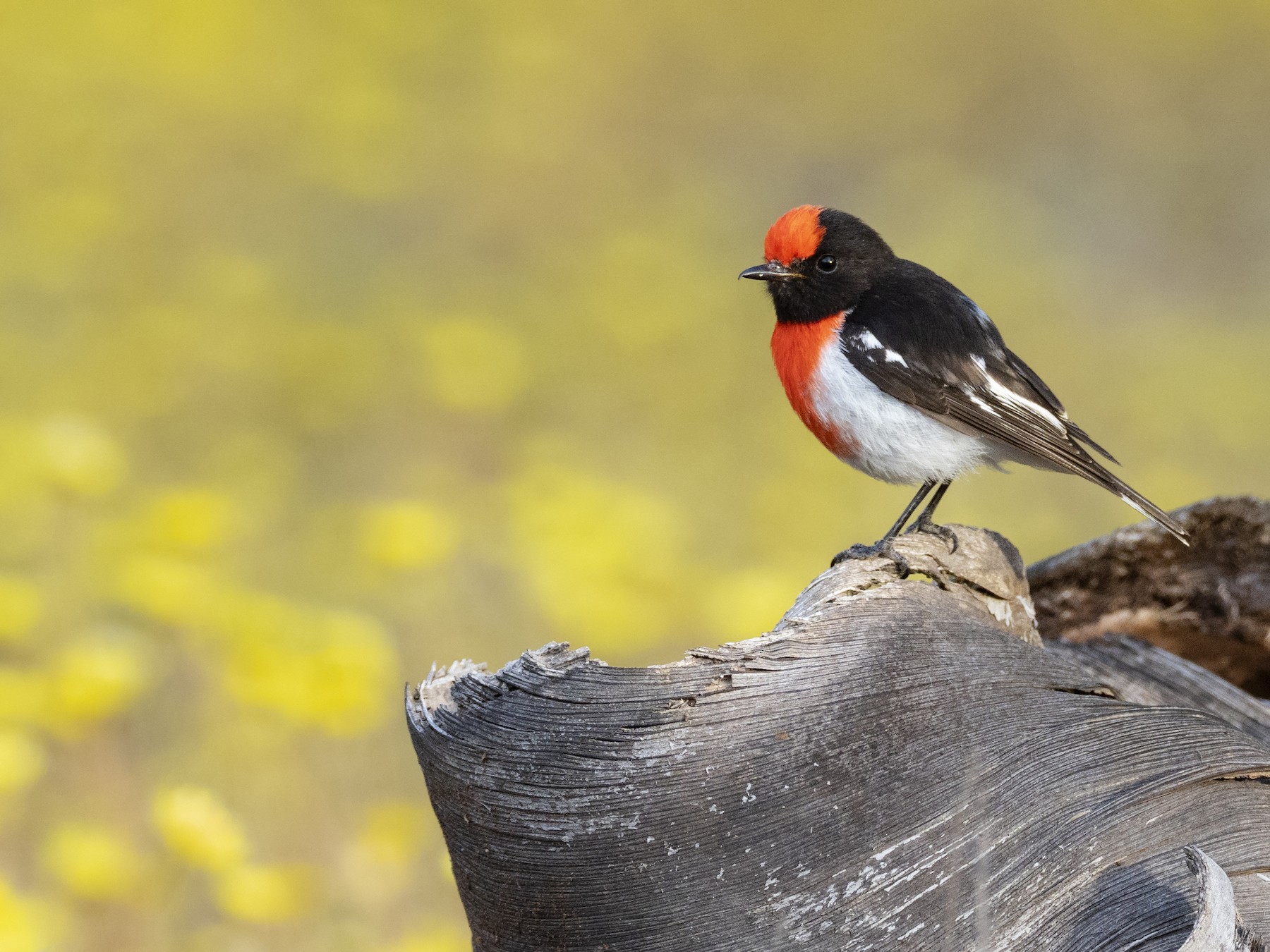 Red-capped Robin - Andres Vasquez Noboa