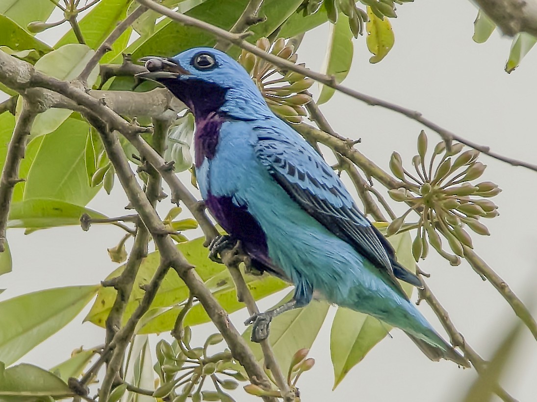 Turquoise Cotinga - eBird