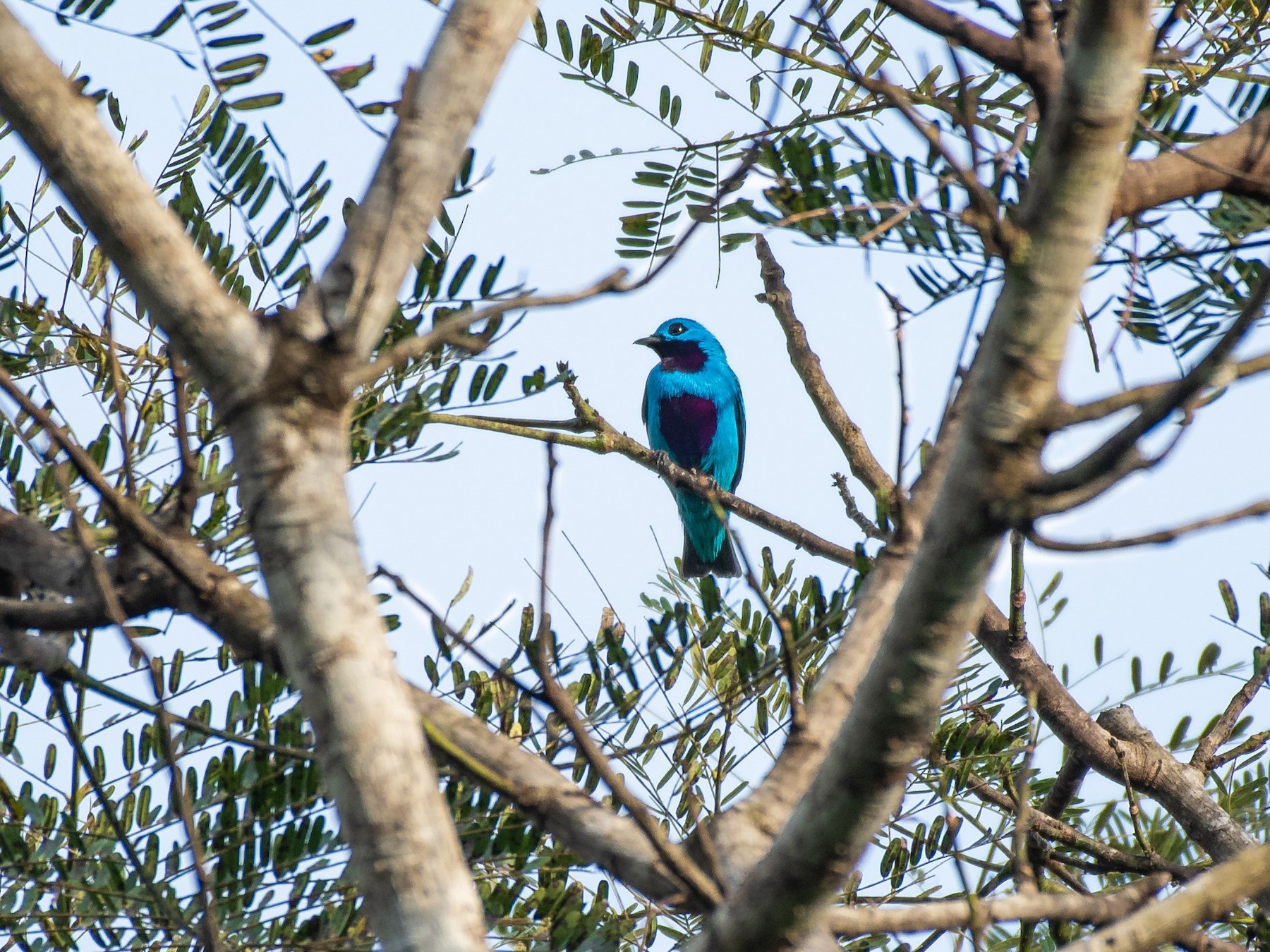 Turquoise Cotinga - Rio Dante