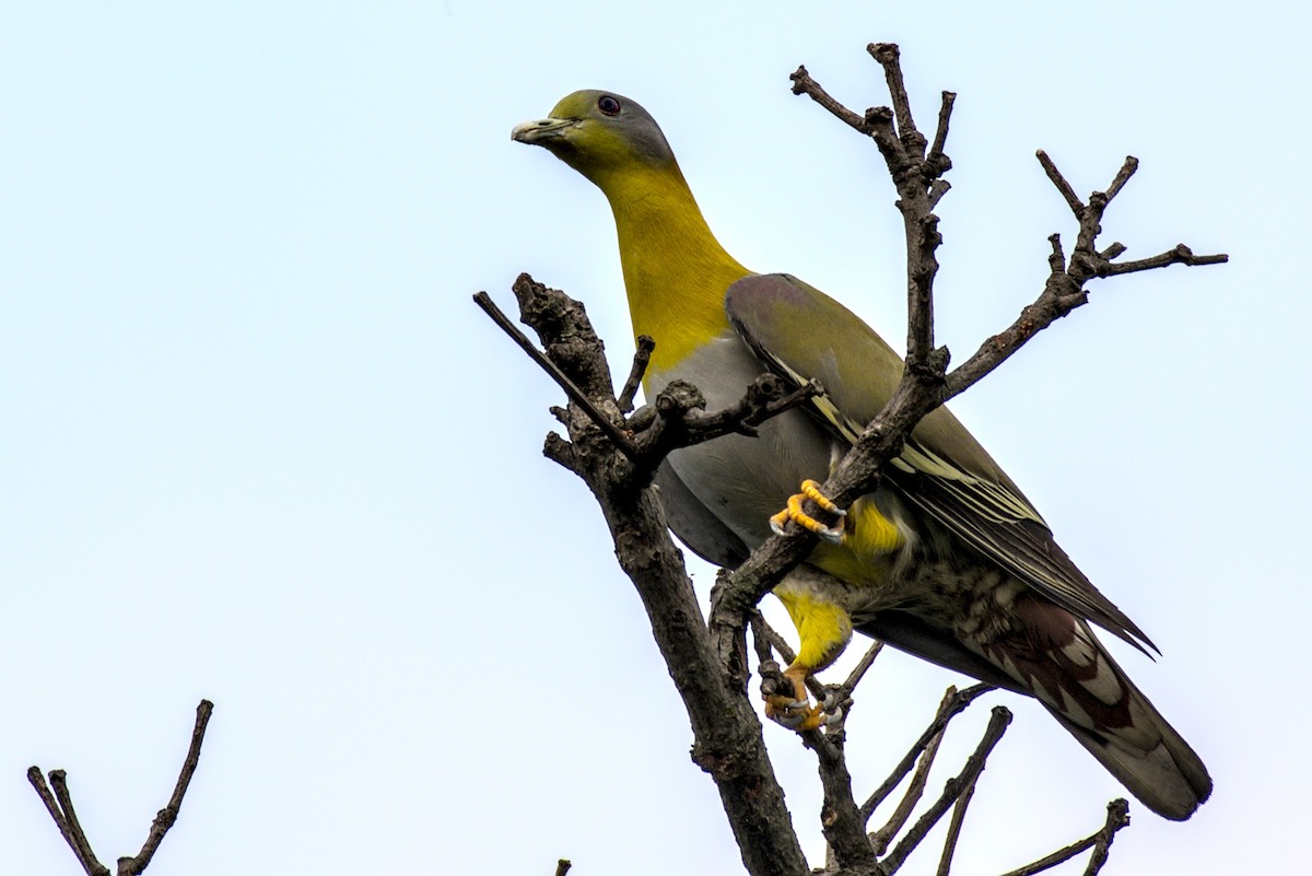 Yellow-footed Green-Pigeon - Harish Dobhal