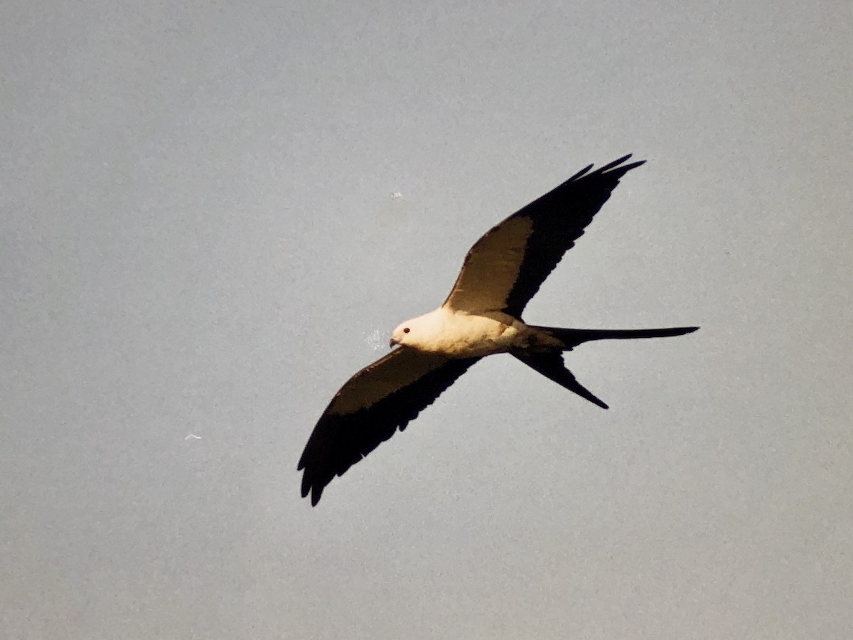 Swallow-tailed Kite - John C Sullivan