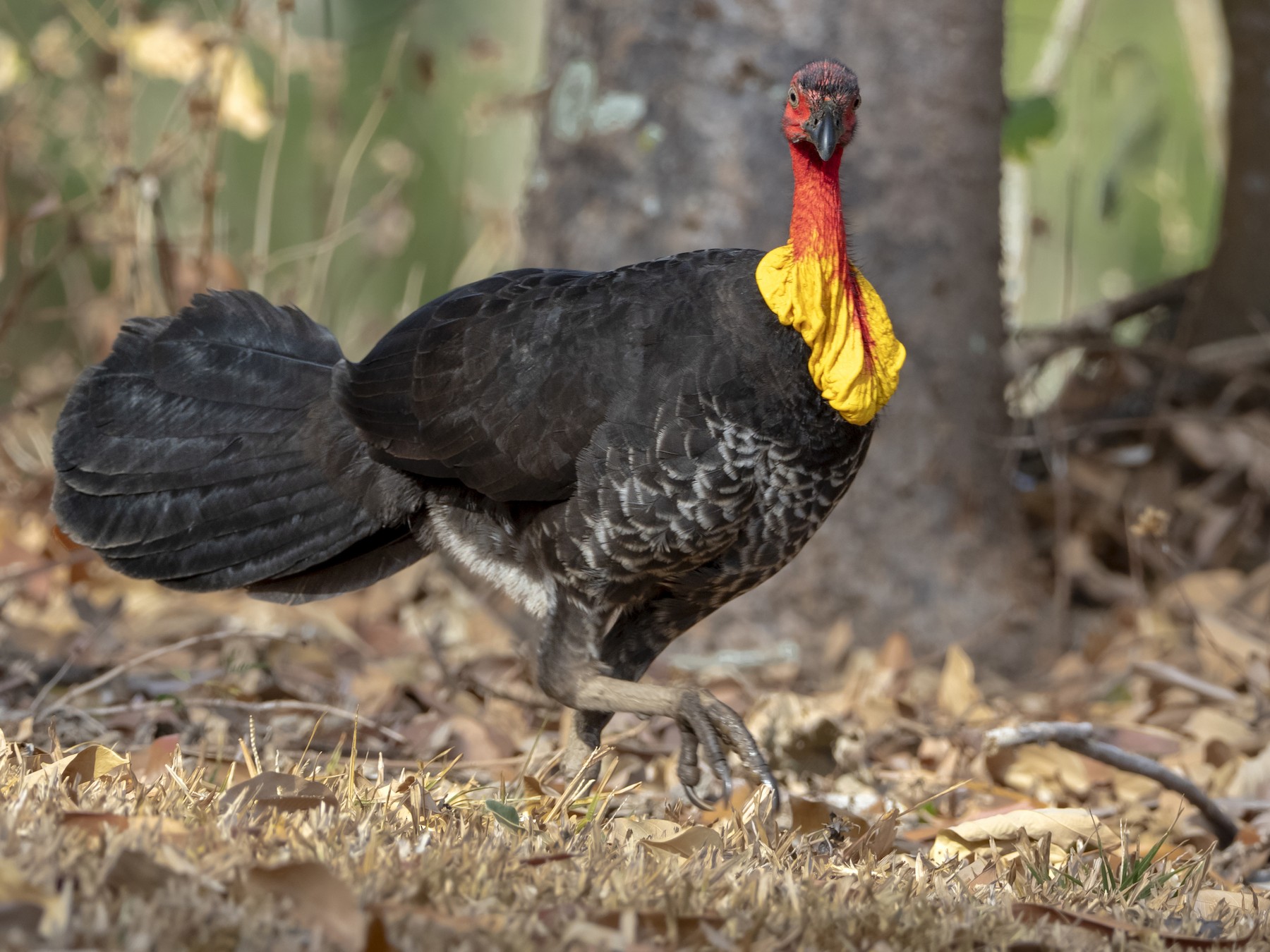 Australian Brushturkey - Andres Vasquez Noboa