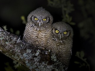 スピックスコノハズク - eBird