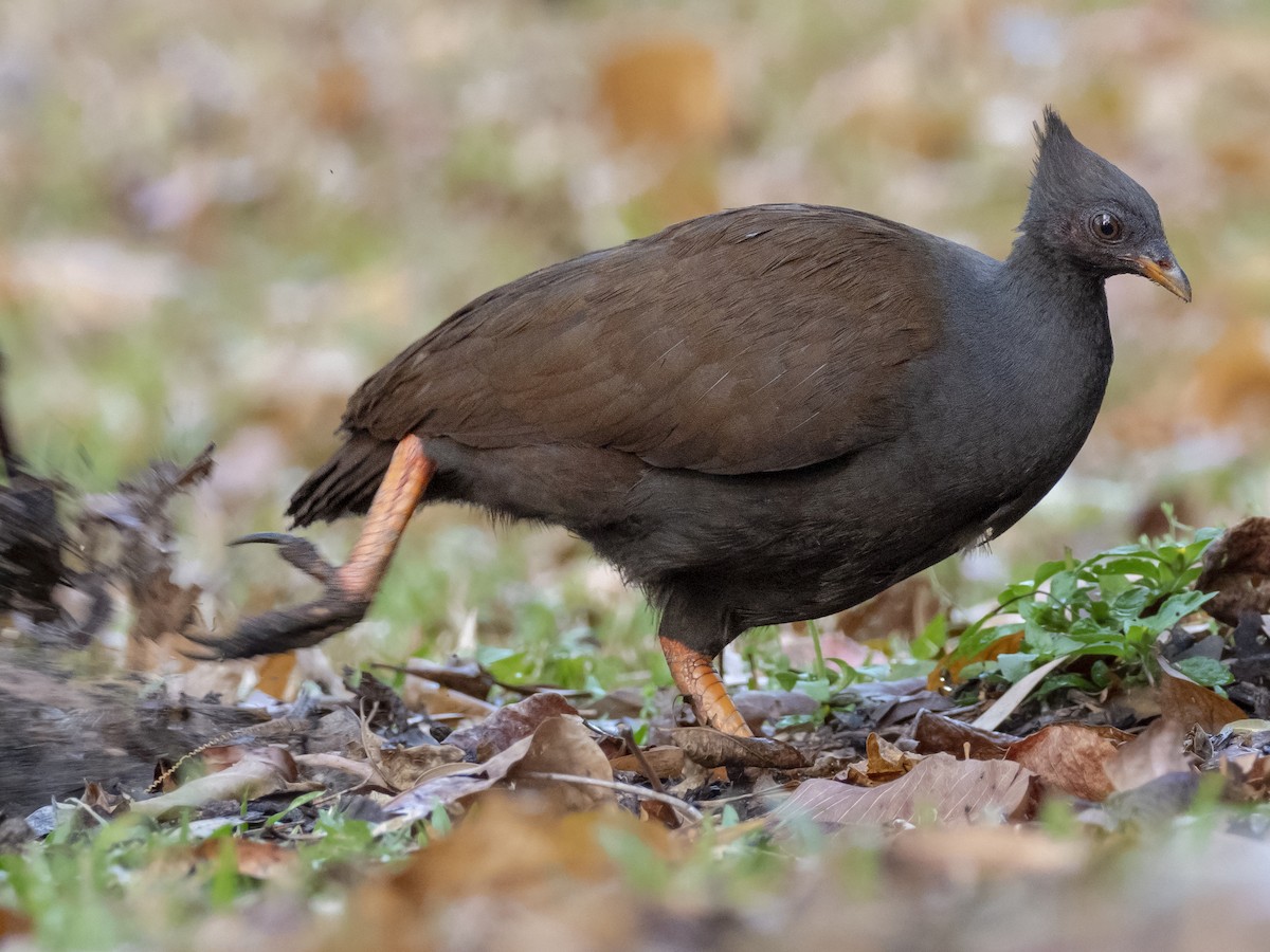 Orange-footed Megapode - Megapodius reinwardt - Birds of the World