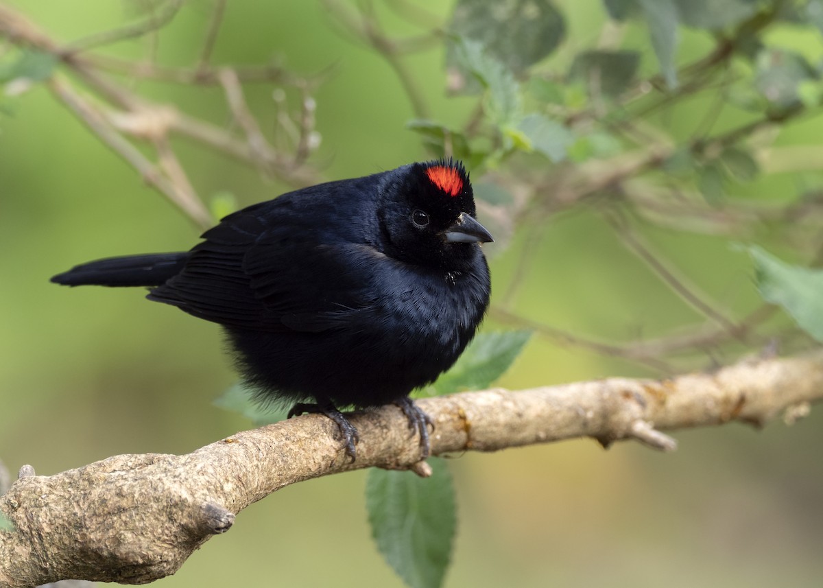 Ruby-crowned Tanager - ML244176121