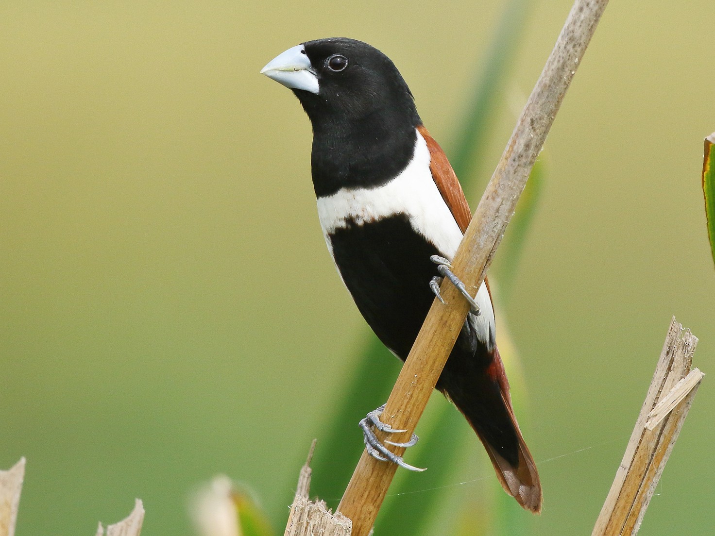 Tricolored Munia (Black-headed Munia) - eBird