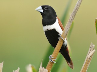  - Tricolored Munia