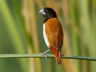  - Tricolored Munia