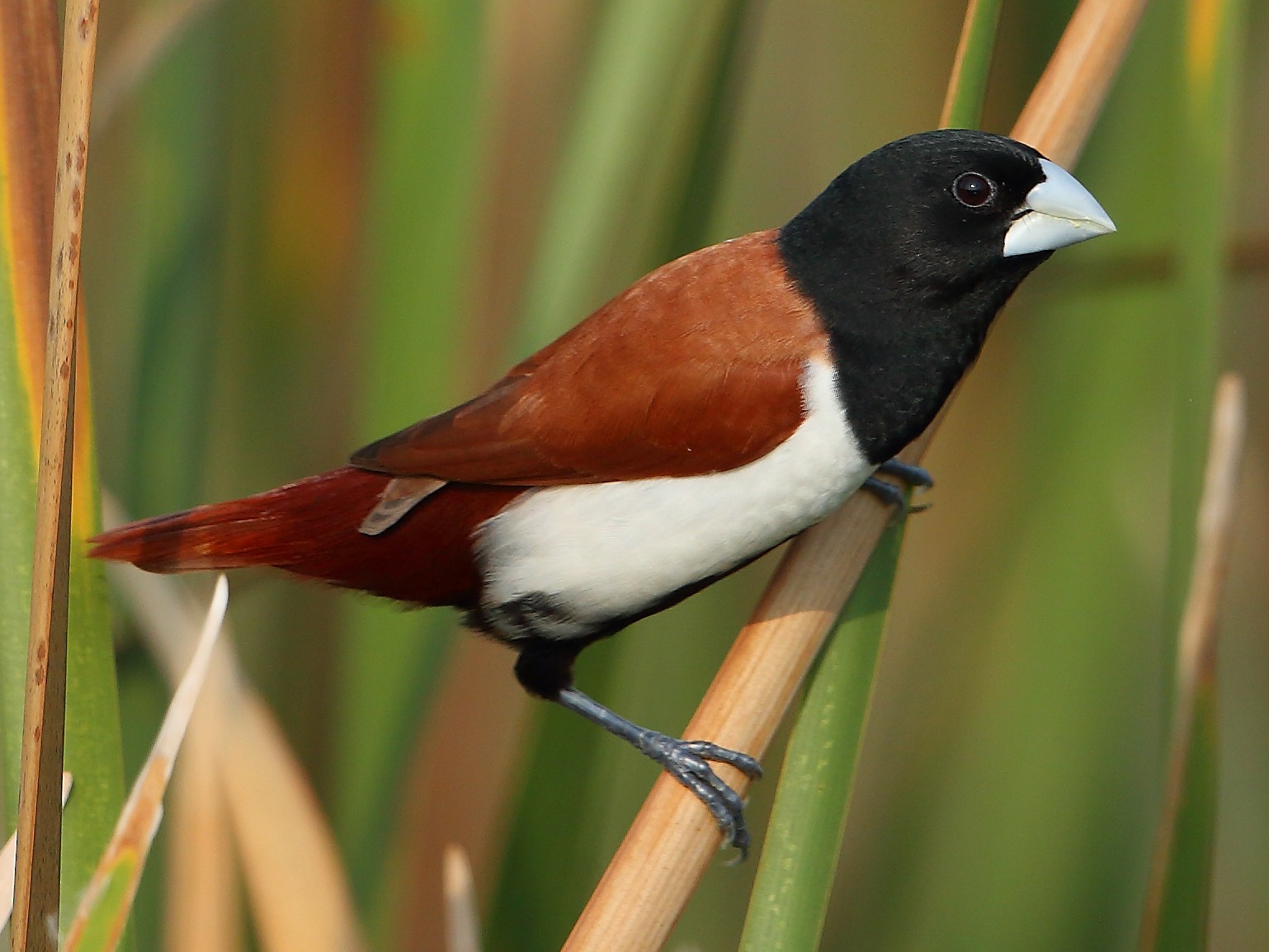 Tri-coloured munia