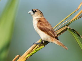  - Tricolored Munia