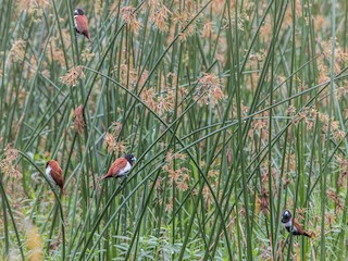  - Tricolored Munia