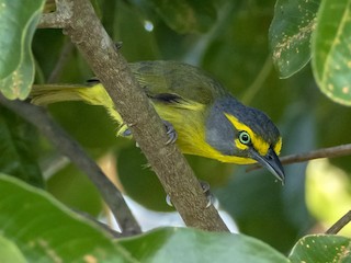  - Slaty-capped Shrike-Vireo