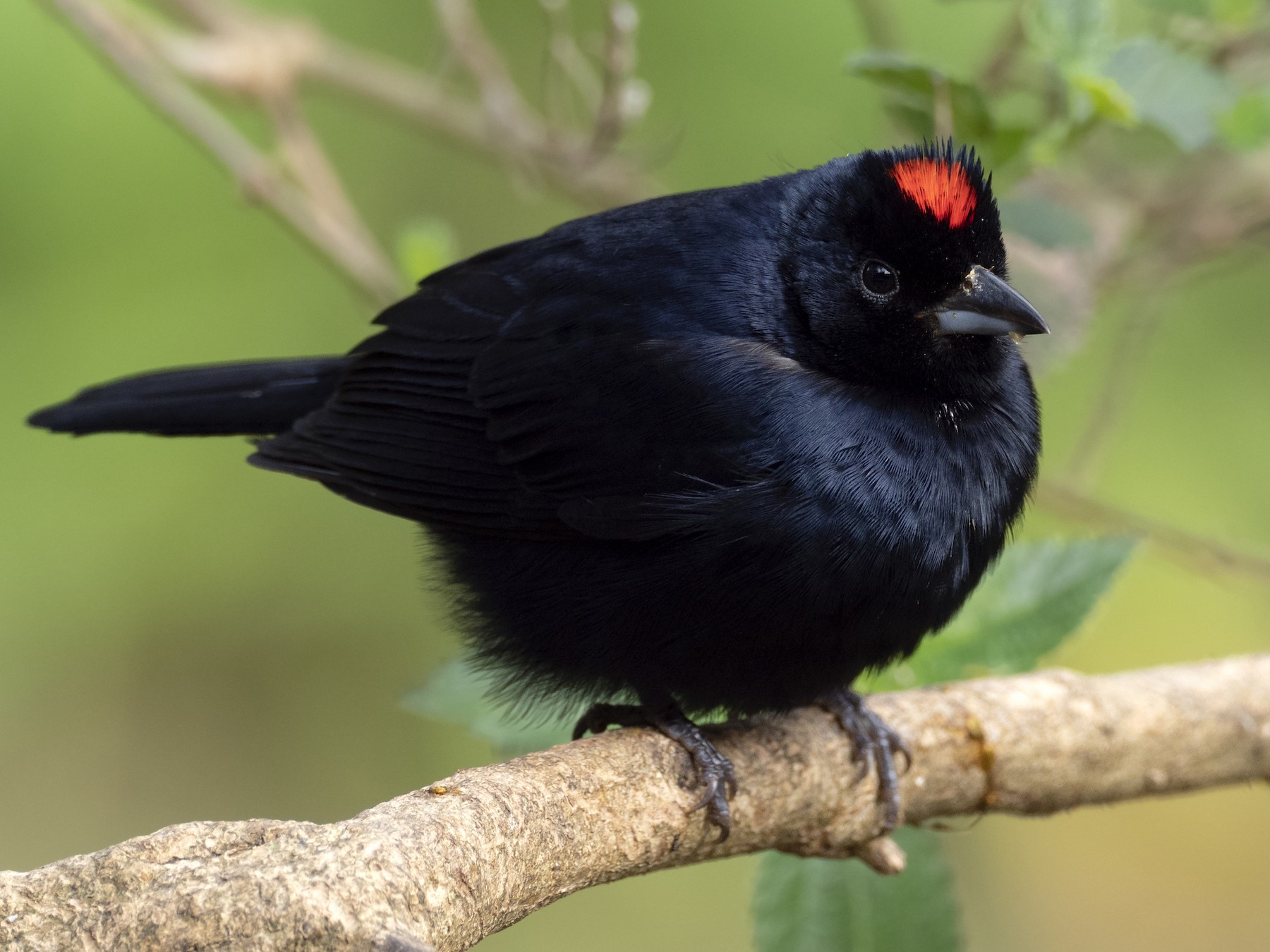 Ruby-crowned Tanager - Andres Vasquez Noboa