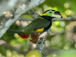  - Gould's Toucanet