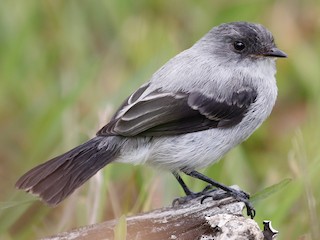  - Torrent Tyrannulet