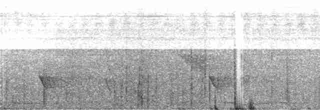 Gelbbrust-Ameisenfänger - ML244182