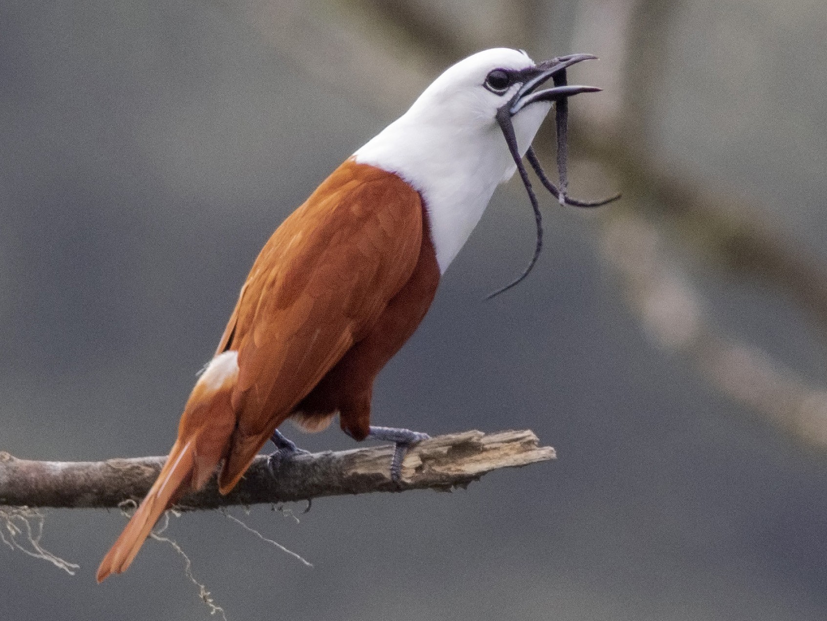 Three-wattled Bellbird - Guillermo  Saborío Vega