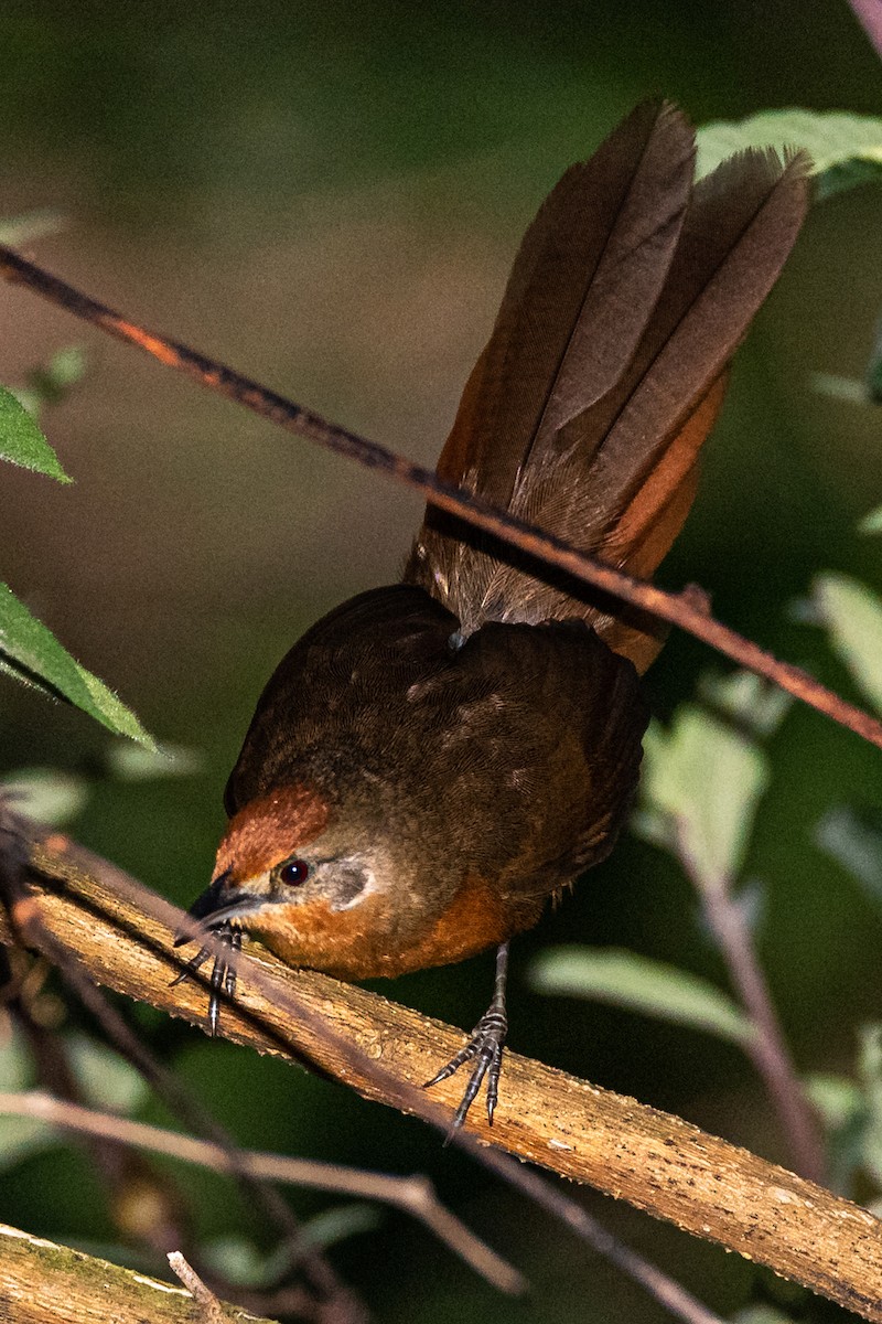 Orange-breasted Thornbird - ML244184231