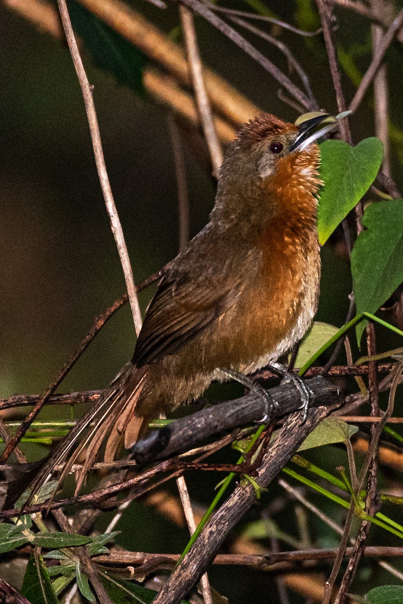 Orange-breasted Thornbird - ML244184241