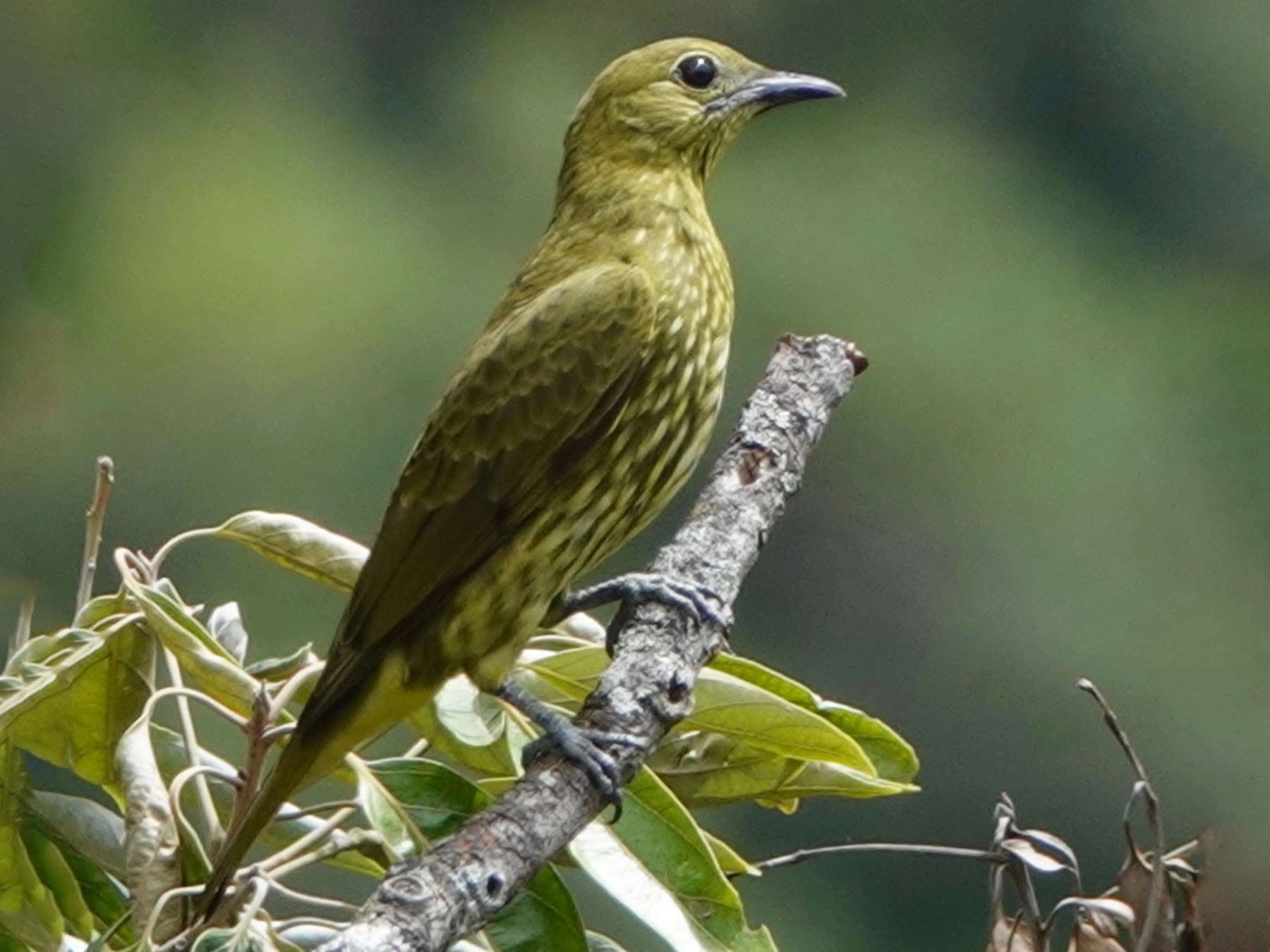 Three-wattled Bellbird - eBird