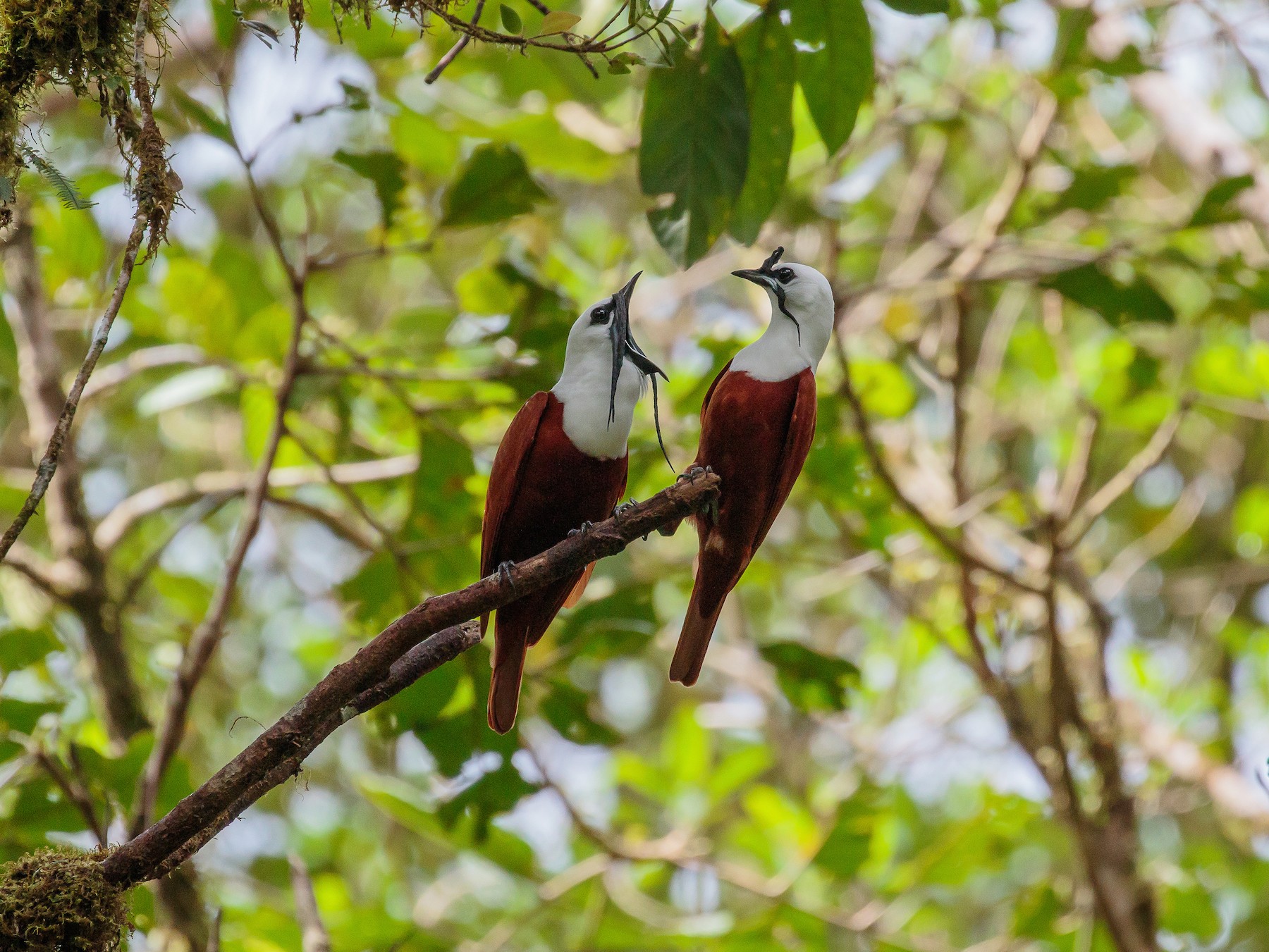 Three-wattled Bellbird - eBird