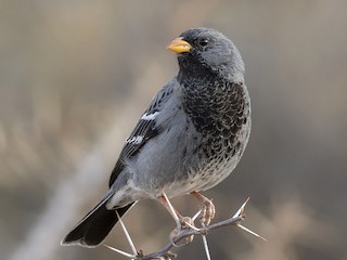 Adult male - Andres Vasquez Noboa - ML244187551