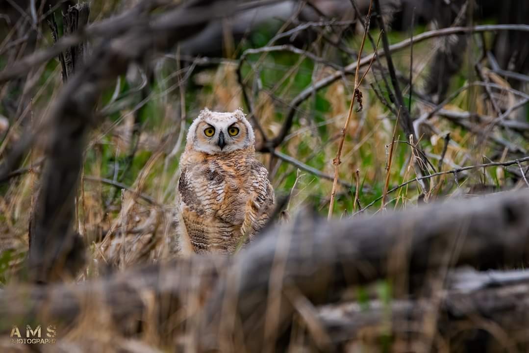 Great Horned Owl - ML244187961