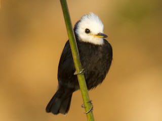  - White-headed Marsh Tyrant