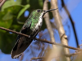  - Fiery-tailed Awlbill