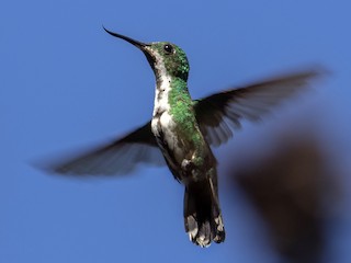  - Fiery-tailed Awlbill