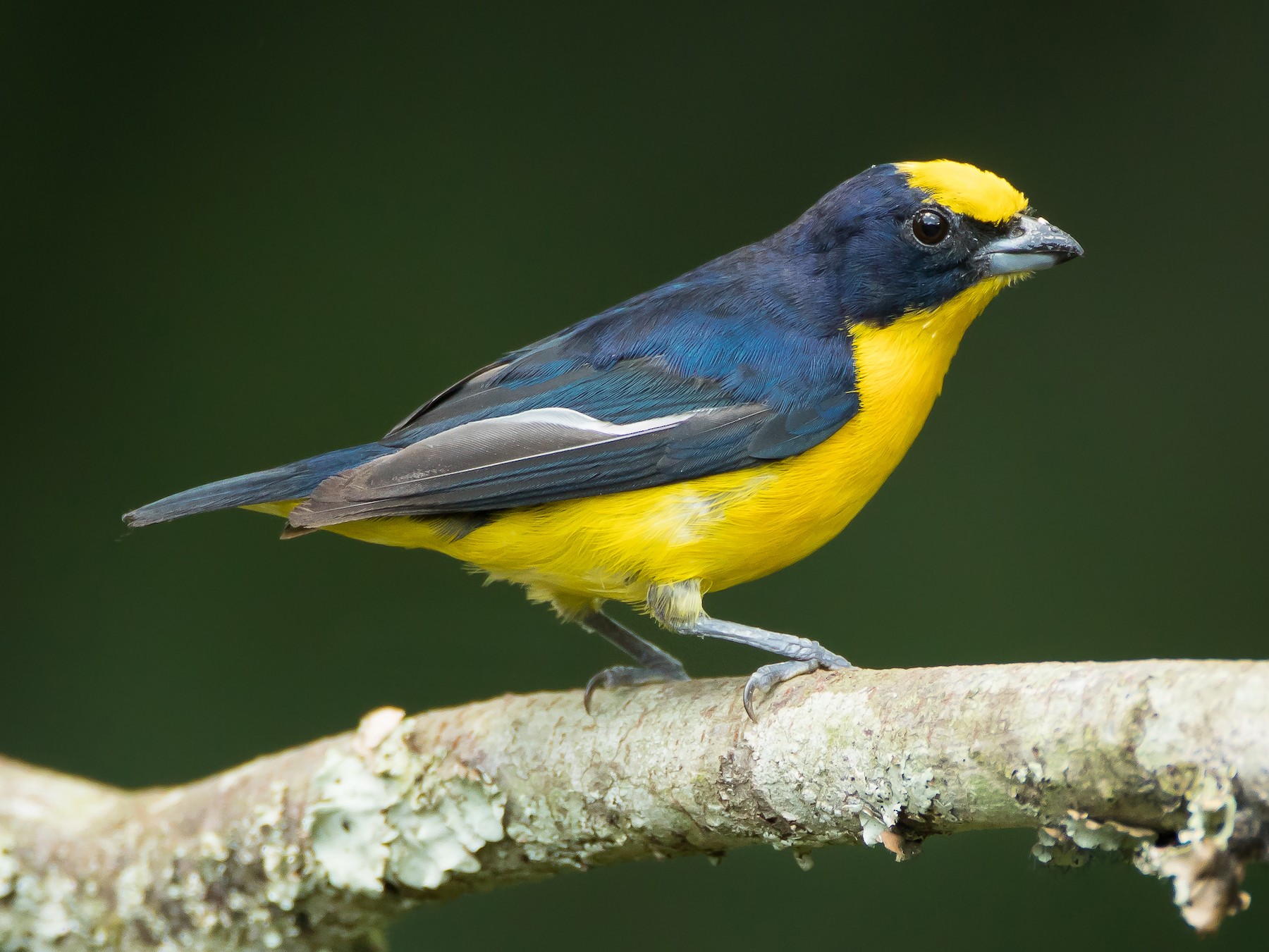 Thick-billed Euphonia - Dorian Anderson