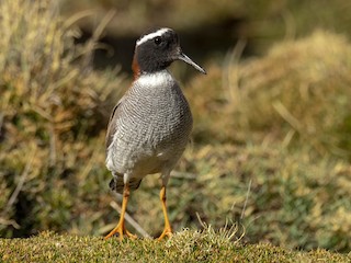  - Diademed Sandpiper-Plover