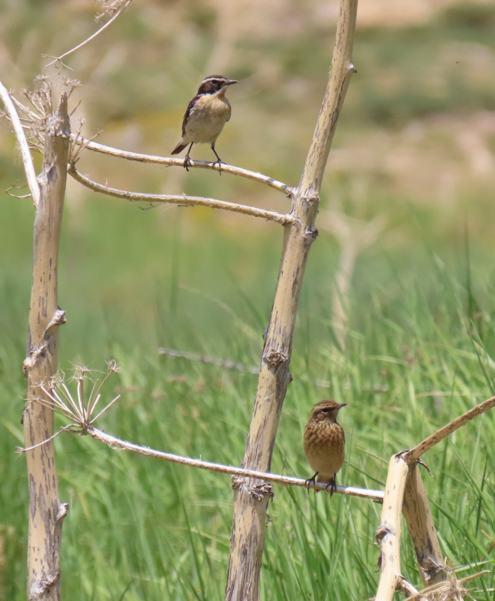 Whinchat - ML244189401