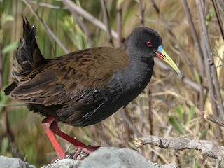  - Plumbeous Rail