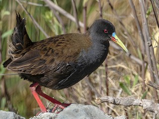  - Plumbeous Rail