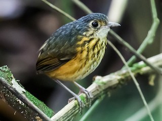 - Thicket Antpitta