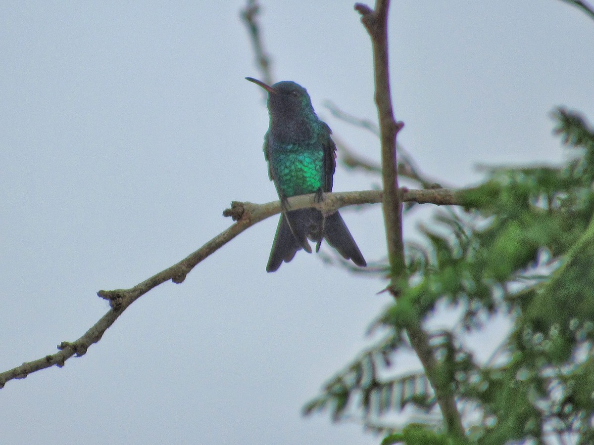 Shining-green Hummingbird - ML244191441