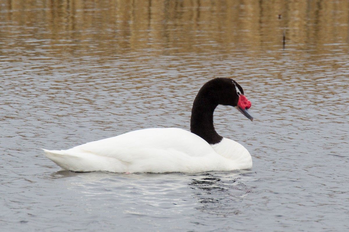 Black-necked Swan - ML244192861