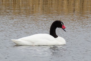 Black-necked Swan, ML244192861