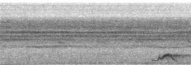 Bändernachtschwalbe (nattereri) - ML244193