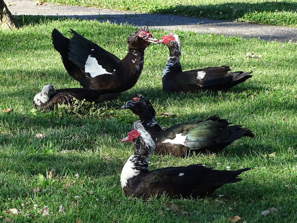 Muscovy Duck (Domestic type) - Jeffrey Roth