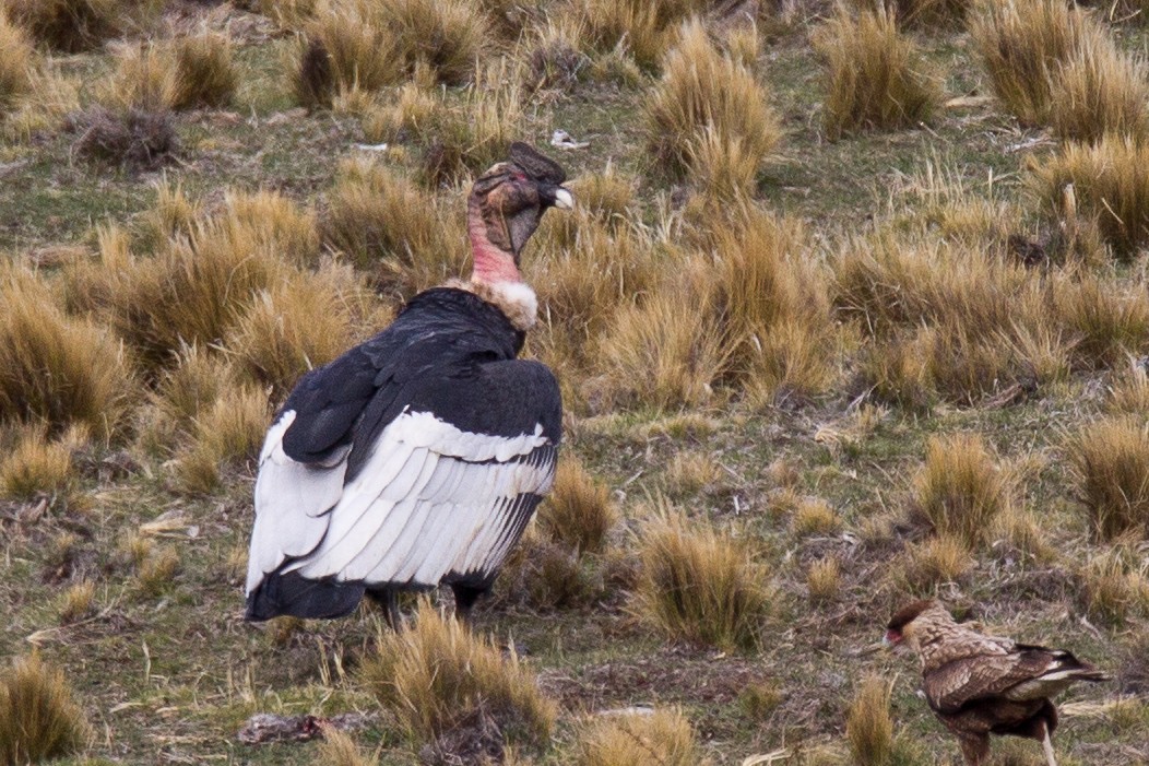 Andean Condor - ML244196311