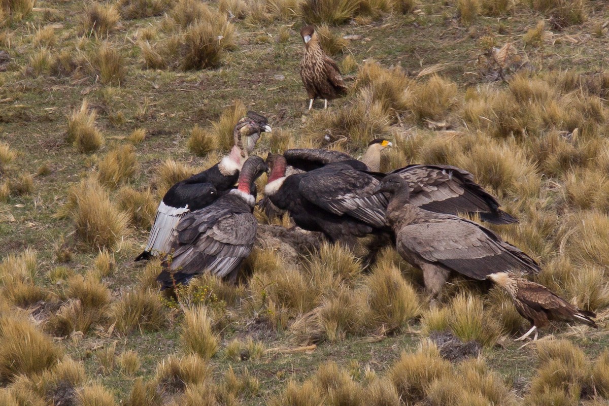 Andean Condor - ML244196331