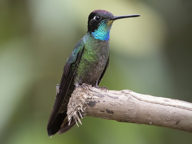 Adult male - Talamanca Hummingbird - 
