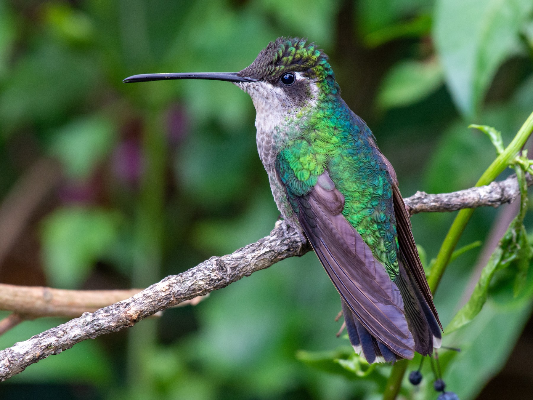 Talamanca Hummingbird - Joshua Brown
