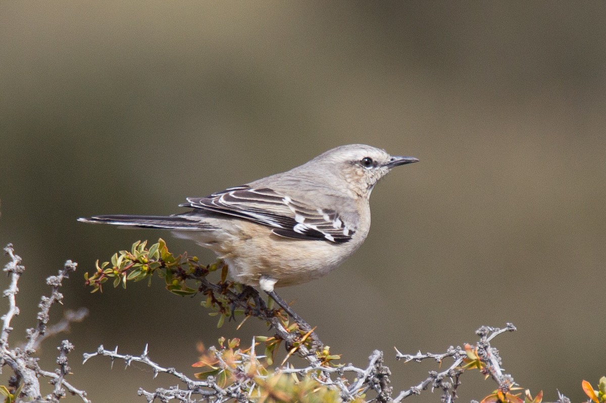 Patagonian Mockingbird - ML244198891