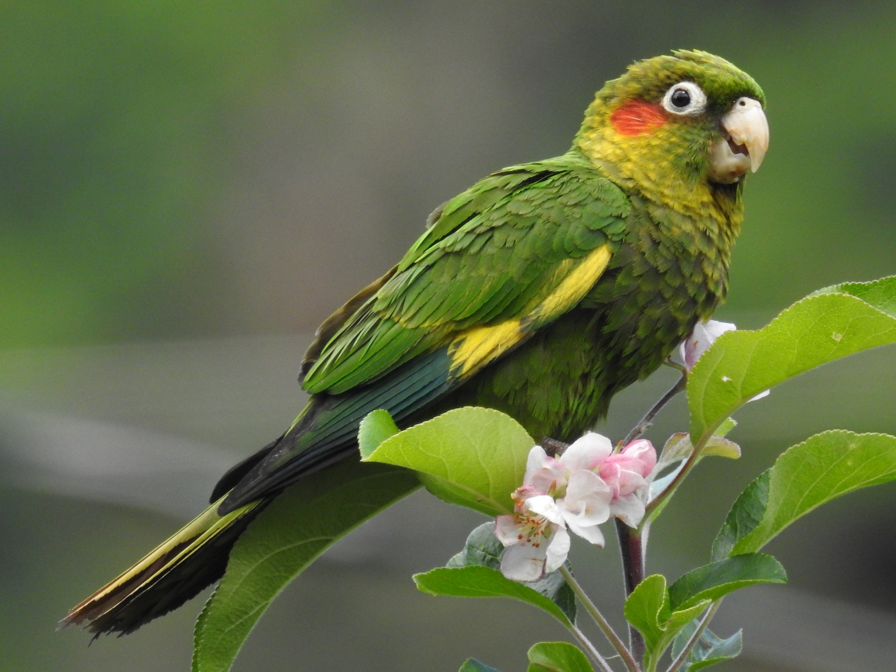 Sulphur-winged Parakeet - Tristan Jobin